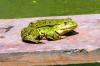 Frosch_gross