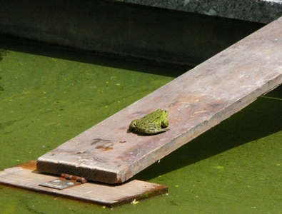 Frosch_klein