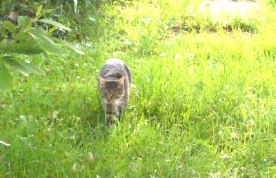 Gartentiger2