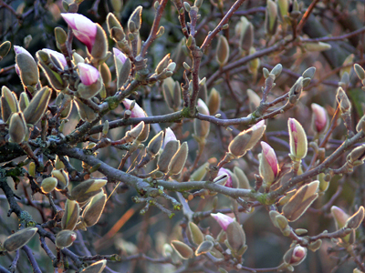 Magnolie