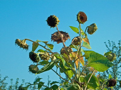 Sonnenblumen_herbstlich