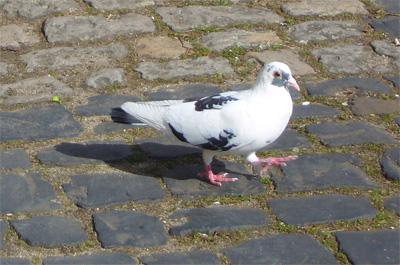 Taube2