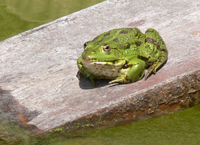 frosch-so-13-08