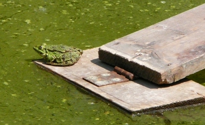 frosch_wieder_da