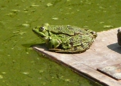 frosch_wieder_nah