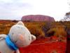 Katze-am-Uluru