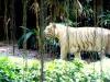 Singapore-Zoo2