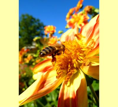 Blume & Biene in Schwager Martins Garten