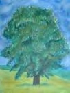 Baum