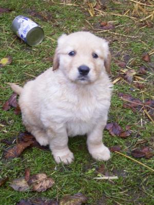 Turnier-Kremperheide-Hundebabies-025