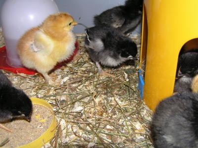 5-Tag-mit-Fluegelfedern