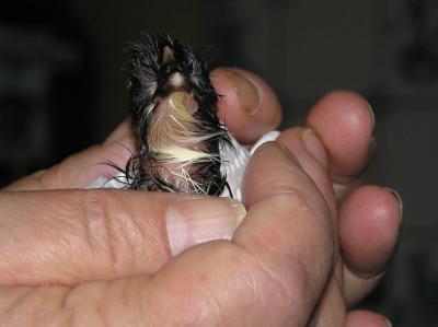 8-50-Uhr-Kueken-Nummer-5