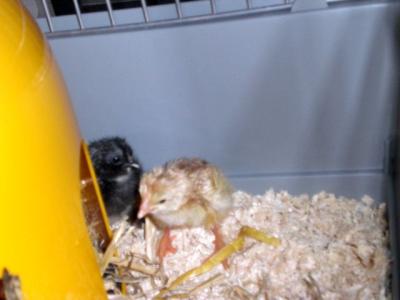 9-Uhr-Nummer-2-und-3-werden-selbstaendig