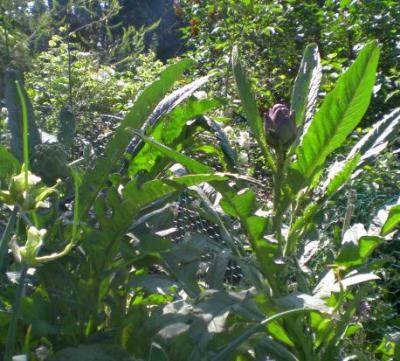 Artischoken-in-der-Eifel