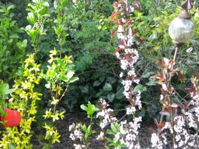 Eifelgarten-im-Fruehling