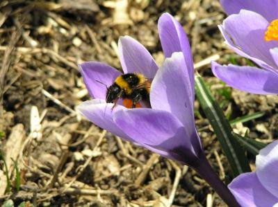 Fruehlingsboten-2013