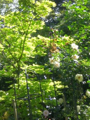 Goldahorn-Fruehlingsgold