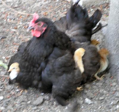 Mara-Schlotterkamm-mit-Kueken