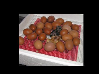 Nummer-1-und-Nummer-2