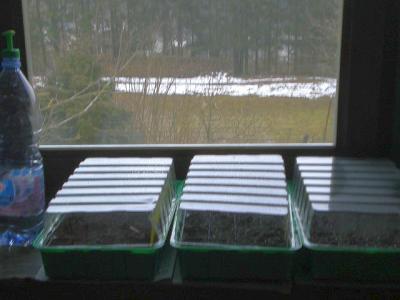 Saatgutkisten-auf-dem-Fensterbrett