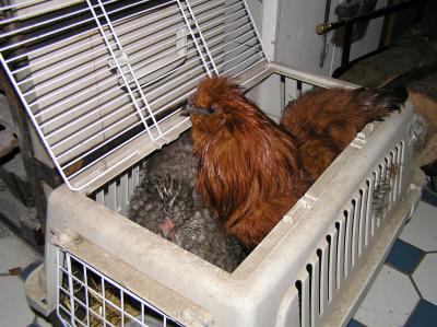 Seidenhuehner-im-Haus