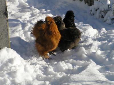 Seidenhuehner-im-Schnee