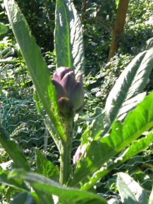 Violetta-im-Hochbeet