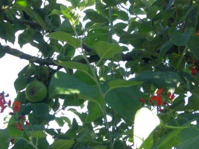 bohnenblueten-im-apfelbaum