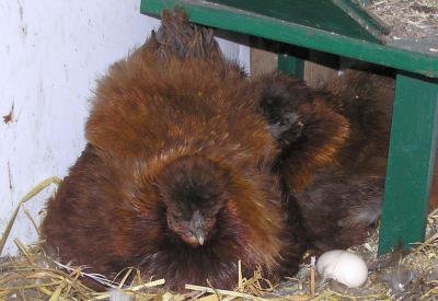 die-Doppelbrueterinnen