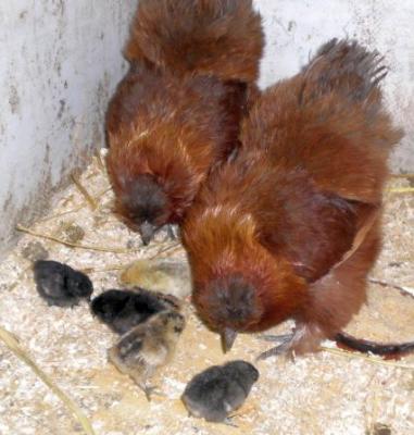 doppeltes-mutterglueck-2