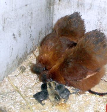 doppeltes-mutterglueck