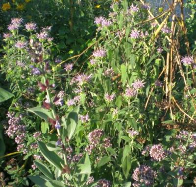 dreiklang-mit-oregano