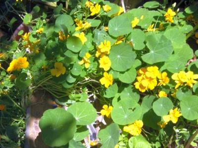 gelbe-Kapuzinerkresse