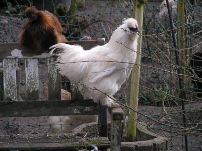 hahn-weiss-mit-henne