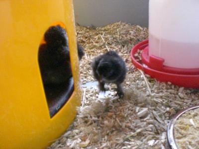 frisch geschluepfte Seidenhuhnkueken