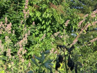 katzenminze-hoch-hinaus