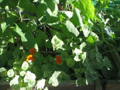 panaschierte-Kapuzinerkresse