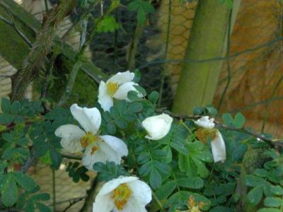 stacheldrahtrose-2-mai-2014