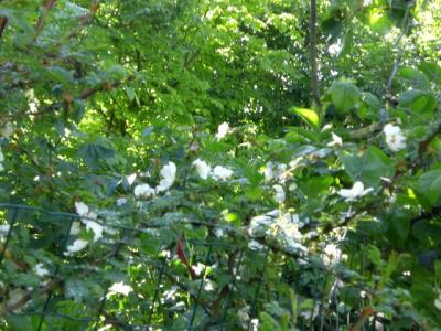 stacheldrahtrose-mai-2014