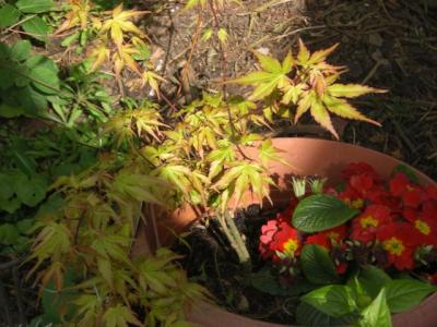 zarte-Schoenheiten-im-Eifelgarten