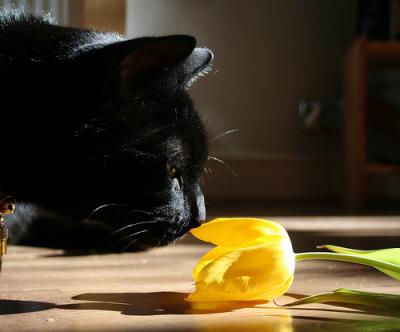 Katze