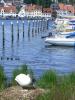 Schwan im Nest