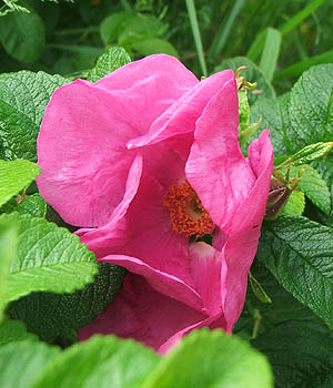 rosarugosa1