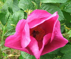 rosarugosa2