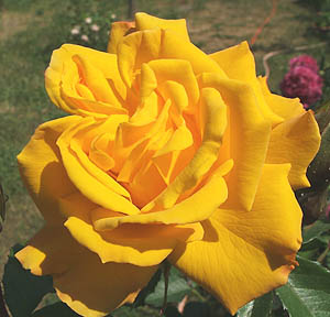 rosegelb