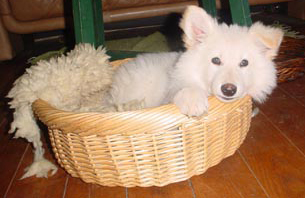 luli