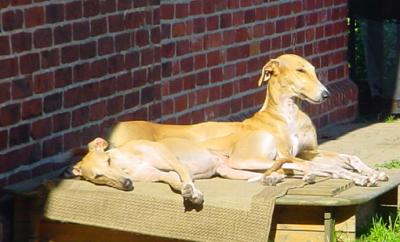sphinx
