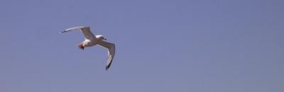 Fliegende Moewe am Himmel