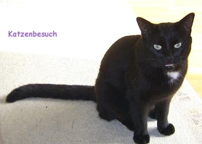 katze2