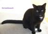 katze2